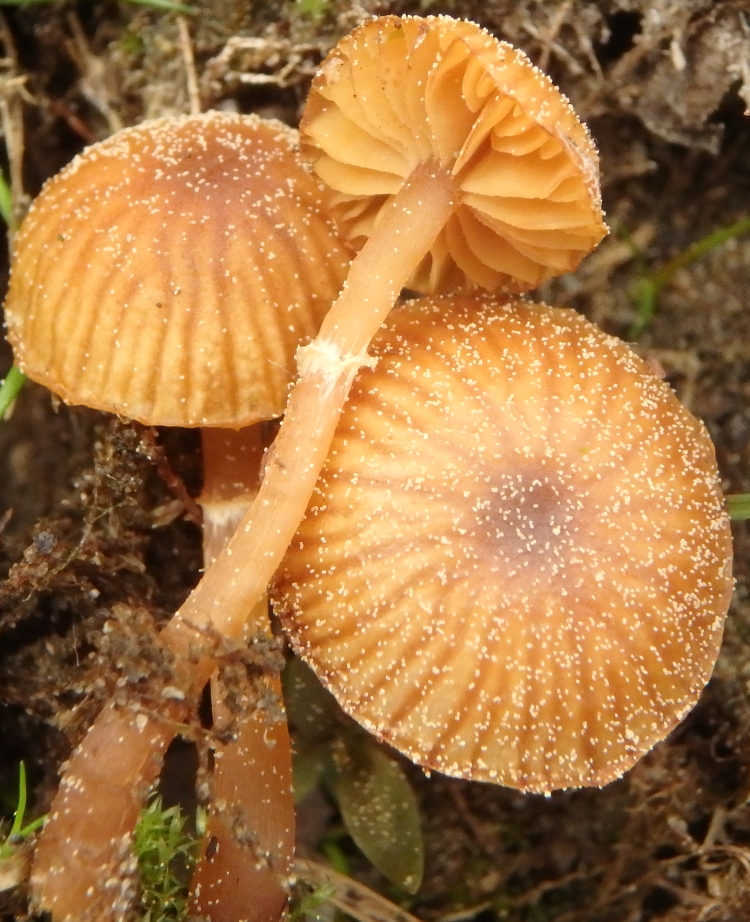 genus galerina